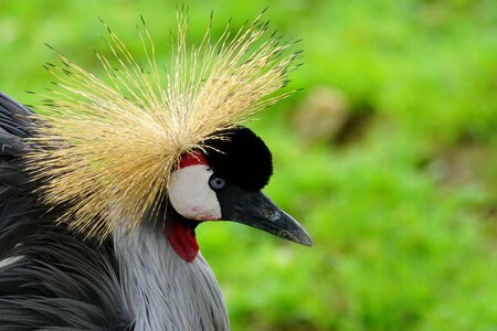 Grey crowned crane bird hood