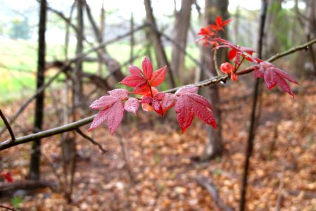 Pignut hickory
