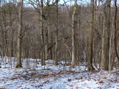 Basic Oak - Hickory Forest at Harpers Ferry NHP in winter photo