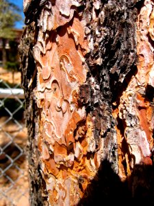 Ponderosa Pine Bark Texture 1 photo