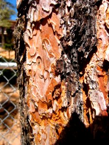Ponderosa Pine Bark Texture 1