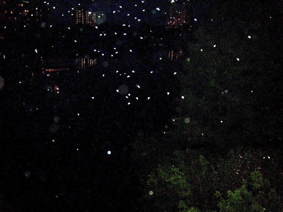 Bats in the Flash