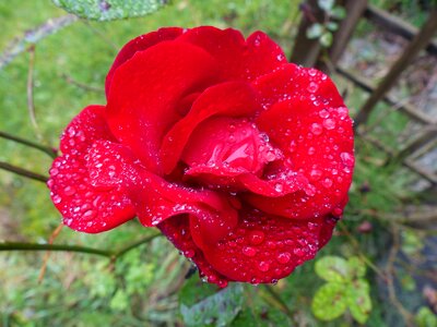 Flower nature drip