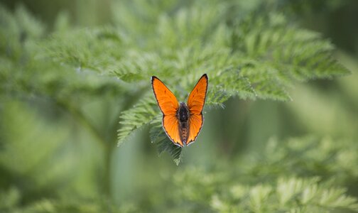 Green wings leaf photo