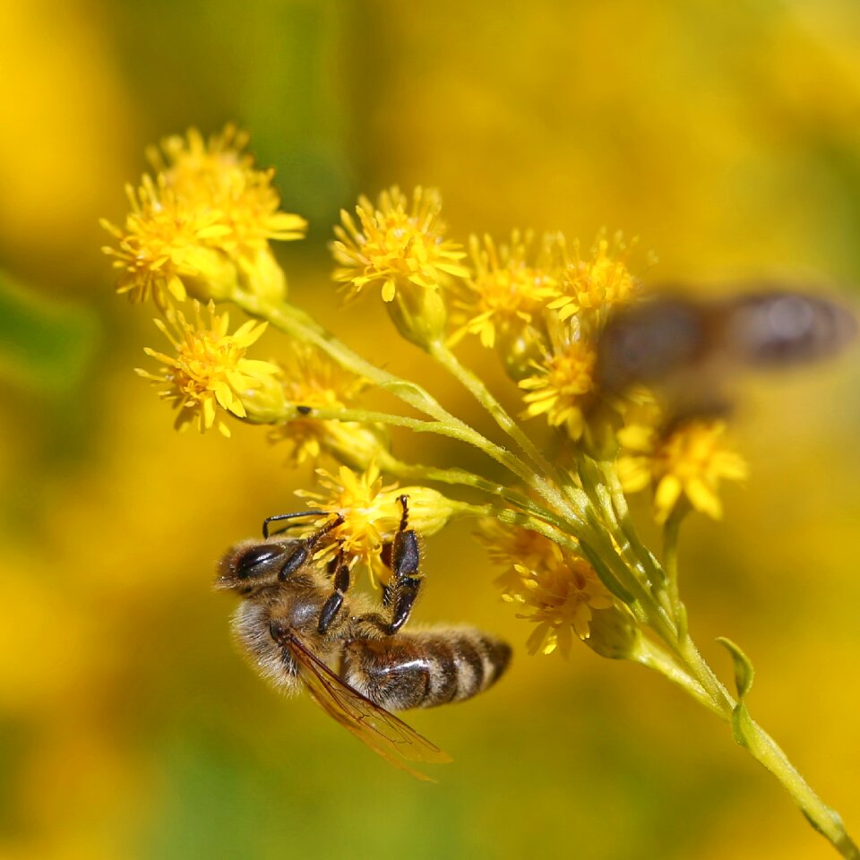 Collect pollen plant
