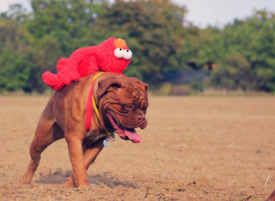 Mastiffs animal french