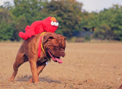 Mastiffs animal french