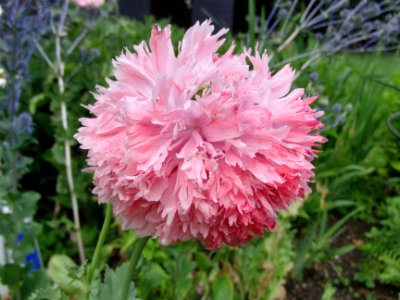 Blume