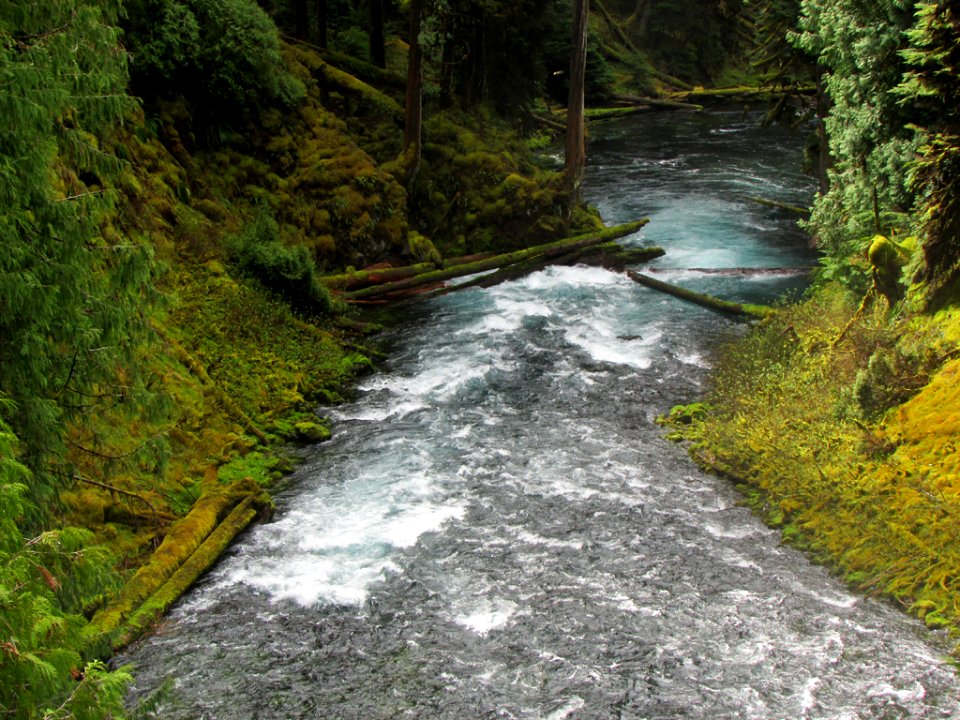 McKenzie River Trail in Central OR