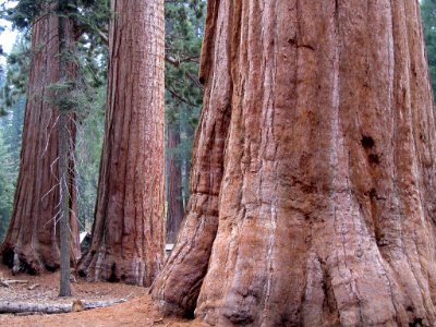 Sequoia NP in CA photo
