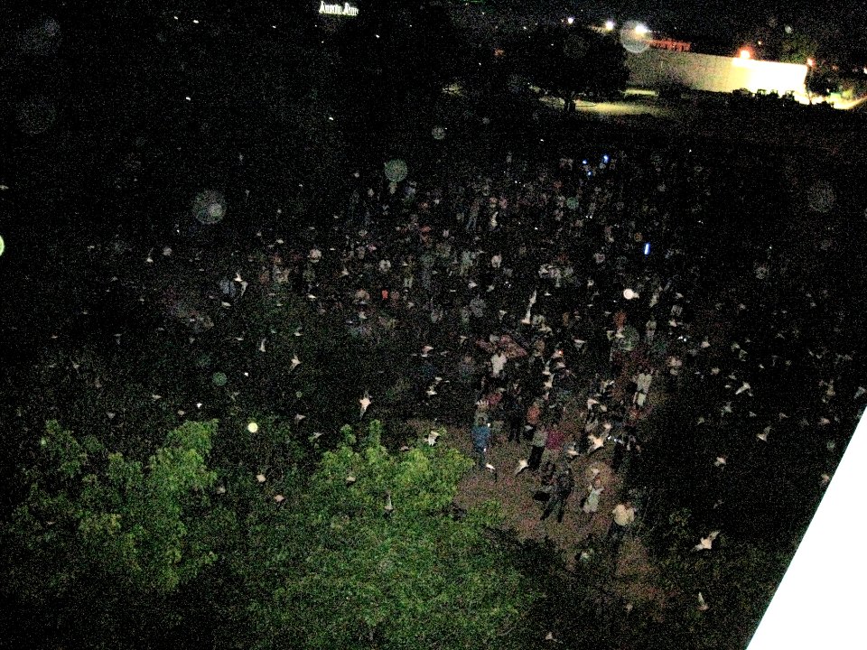 Watching Bats