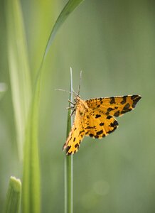 Green wings grass