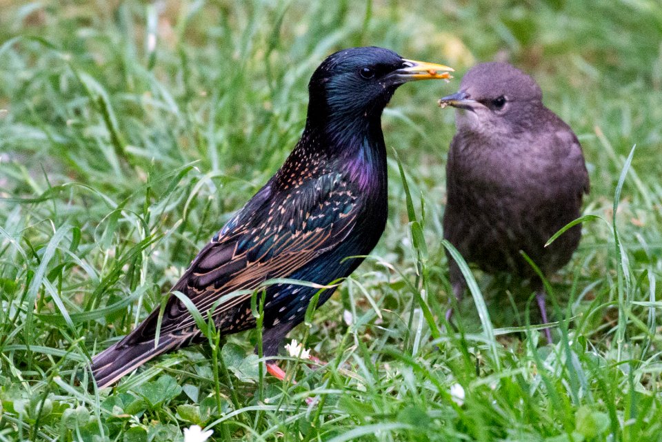 Garden Wildlife