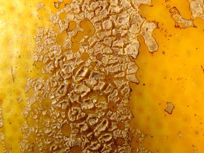 20191218-APHIS-DB-0075