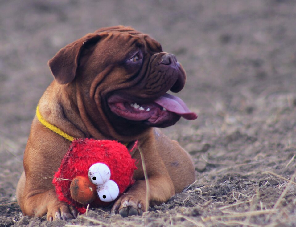 Mastiffs animal french