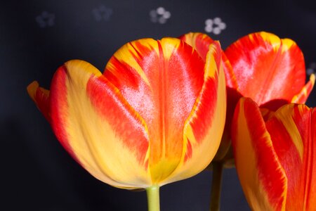 Spring nature flowers