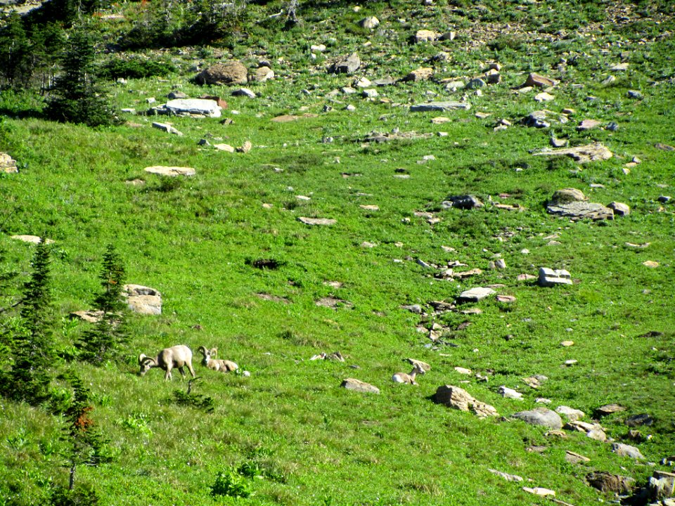 Bighorn Sheep at Glacier NP in MT