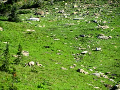 Bighorn Sheep at Glacier NP in MT