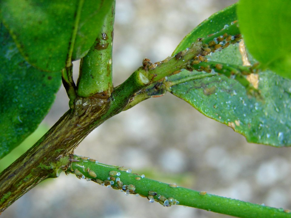 20081017-APHIS-HG-0003