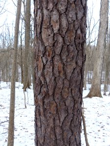Shortleaf pine in winter