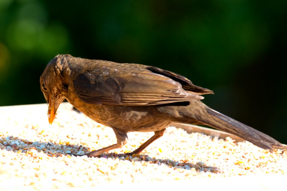 Garden Wildlife