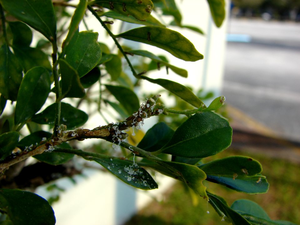20090109-APHIS-HG-0008