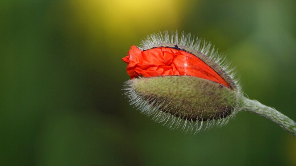 Blossom bloom leaves photo