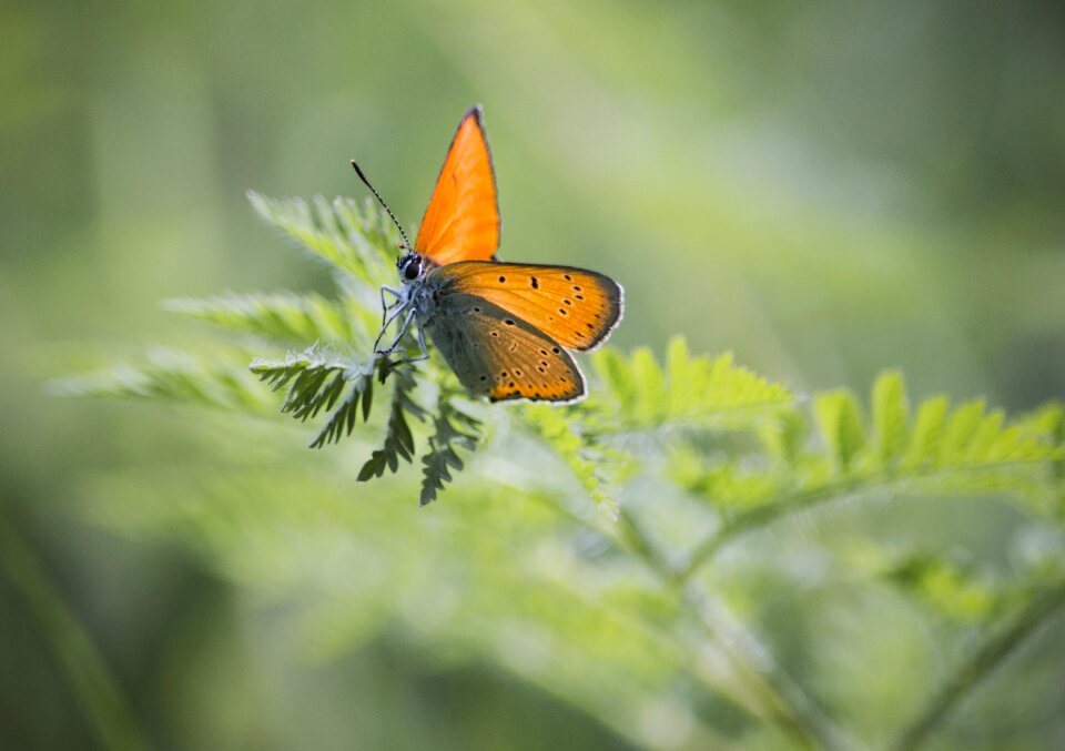 Green wings orange