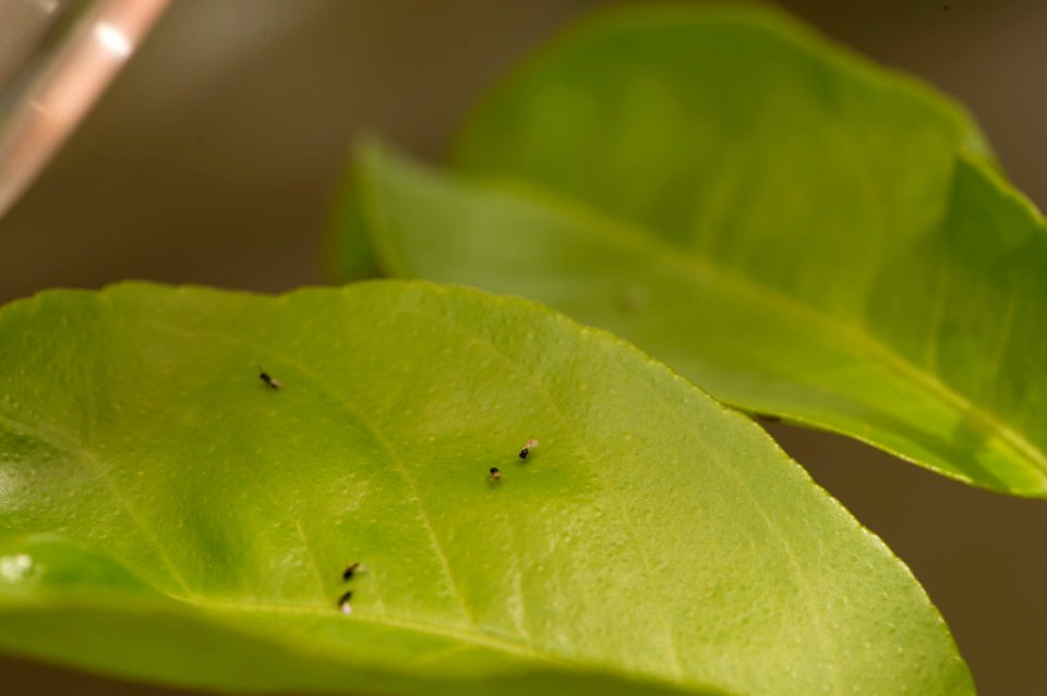 20191206-APHIS-0028