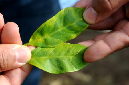 20120120-APHIS-DB-0064