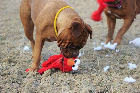 Mastiffs animal french photo