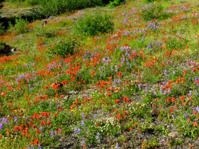 Wildflowers at Mt. St. Helens NM in Washington photo
