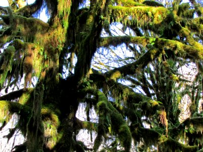 Quinault Rain Forest at Olympic NP in WA