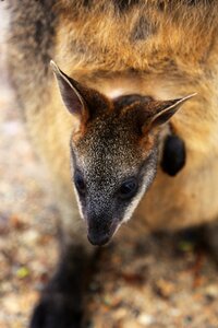 Marsupial pouch wildlife photo