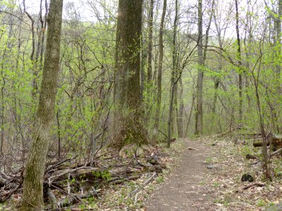 Rich Successional Tuliptree Forest at Harpers Ferry NHP