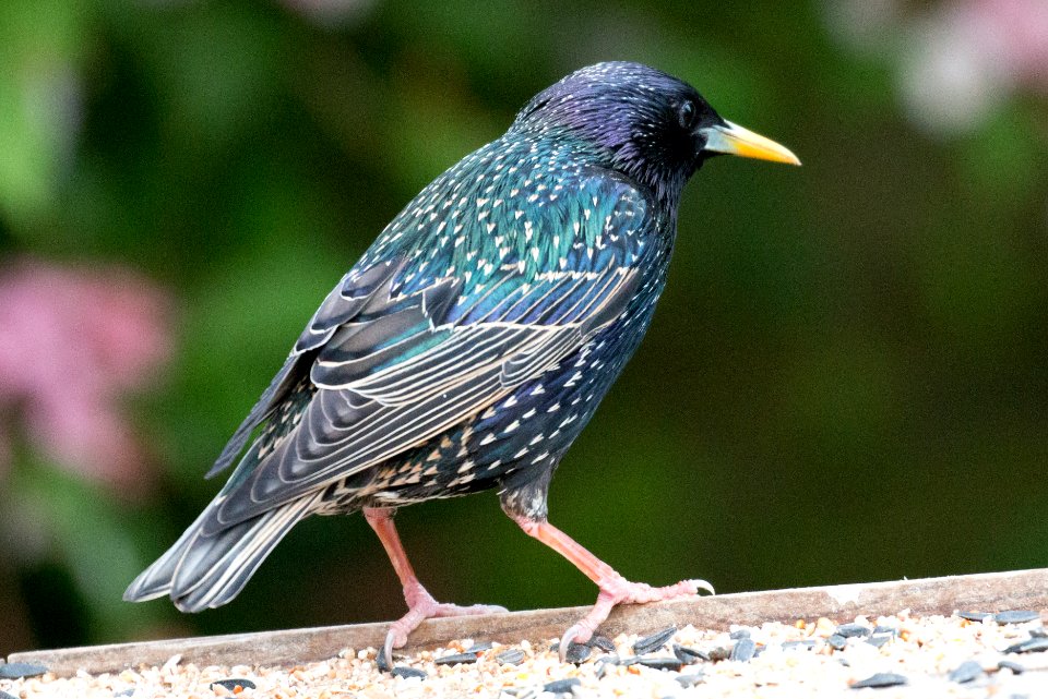 Garden Wildlife