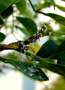 20090109-APHIS-HG-0007