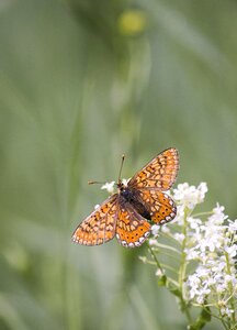 Nature green wings