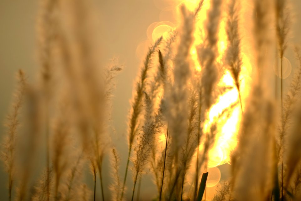 Burning Reeds and the Sun
