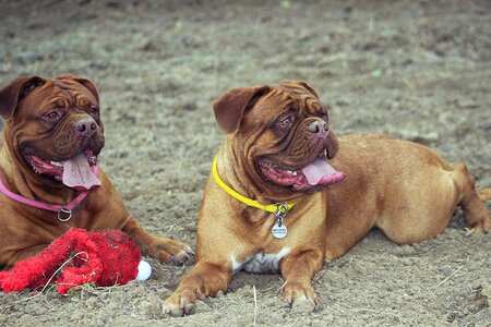 Dog mastiffs animal