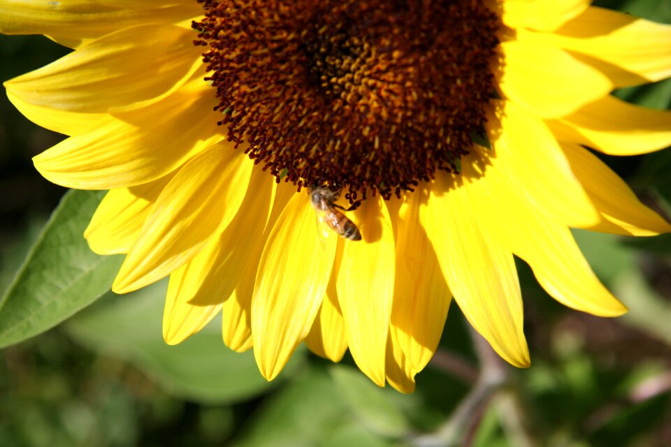 Sunshine summer harvest