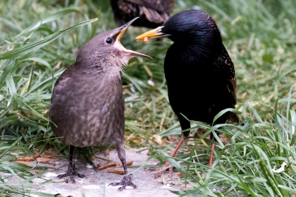 Garden Wildlife
