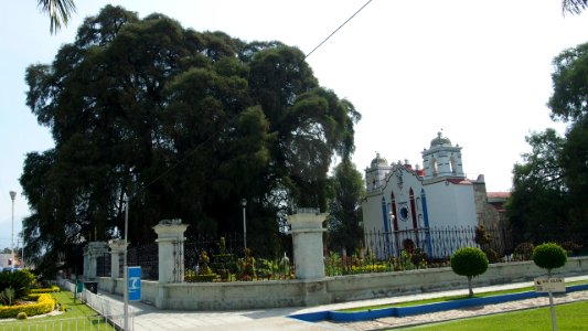Arbol del Tule, Mexico