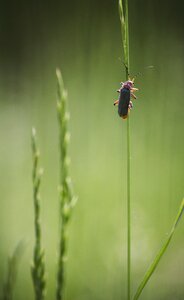 Nature green grass