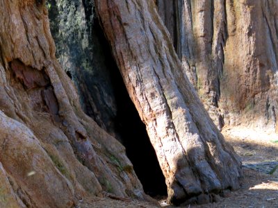 Sequoia NP in CA