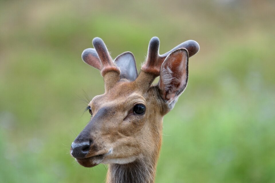 Wild red deer wildlife park