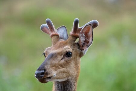 Wild red deer wildlife park