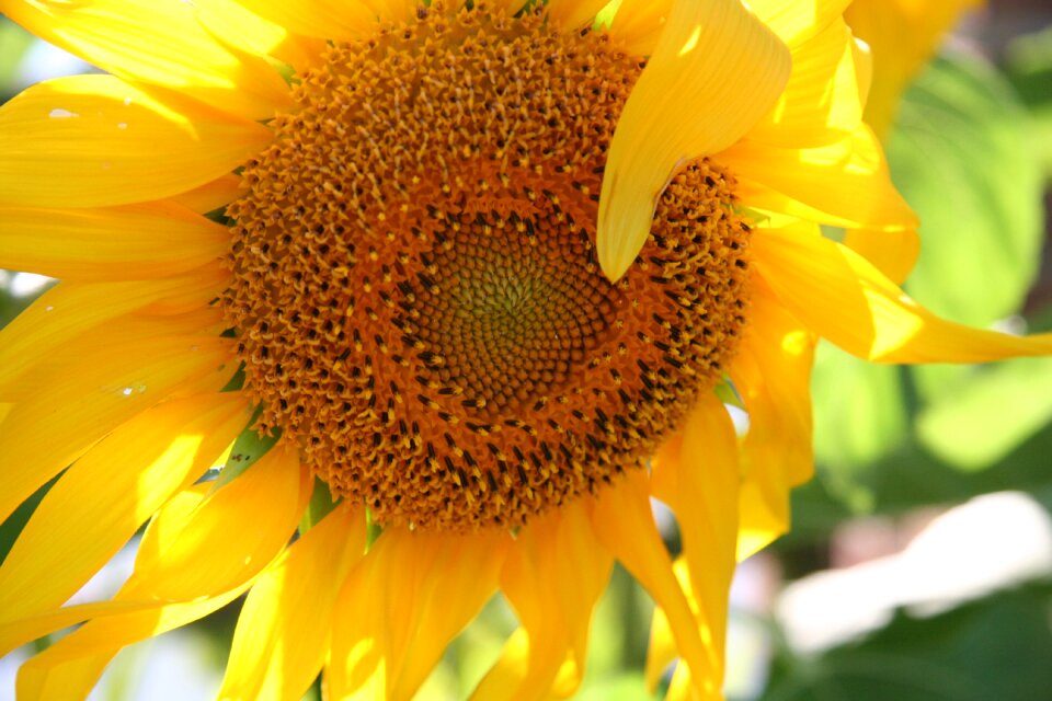 Sunshine summer harvest
