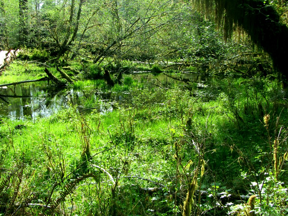 Hoh Rain Forest at Olympic NP in WA