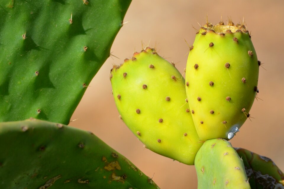 Cactus prickly pear nature